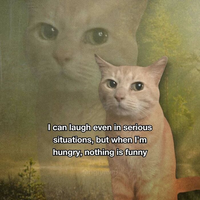 Funny cat meme about laughing in serious situations but not when hungry