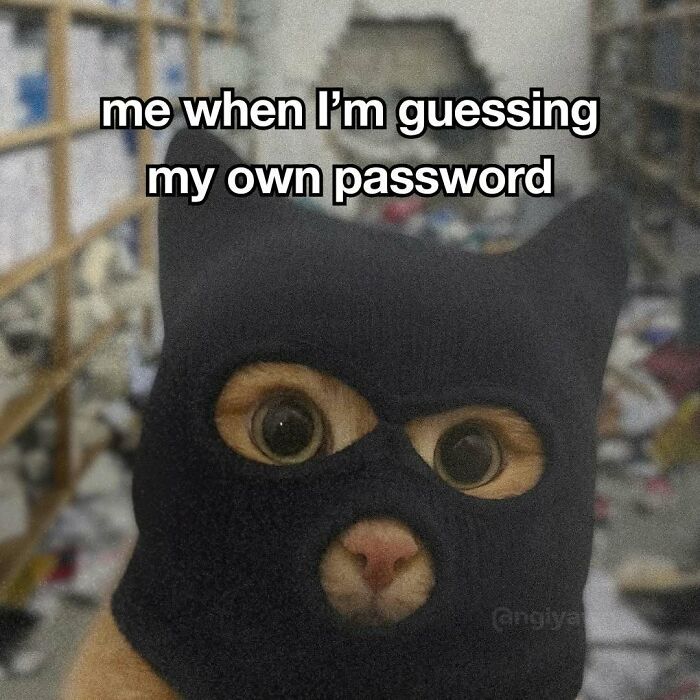 Cat meme about guessing own password