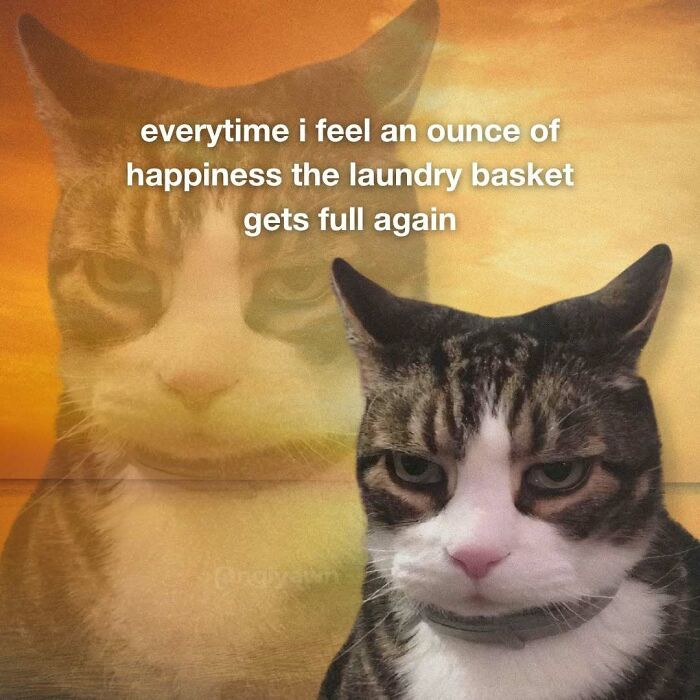 Relatable cat meme about laundry basket filling up with happiness