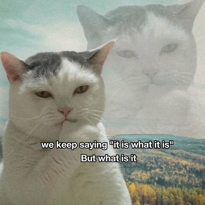 Pensive cat meme questioning the phrase it is what it is