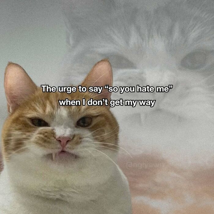 Funny cat meme showing a cat with text about the urge to say so you hate me relatable cat memes
