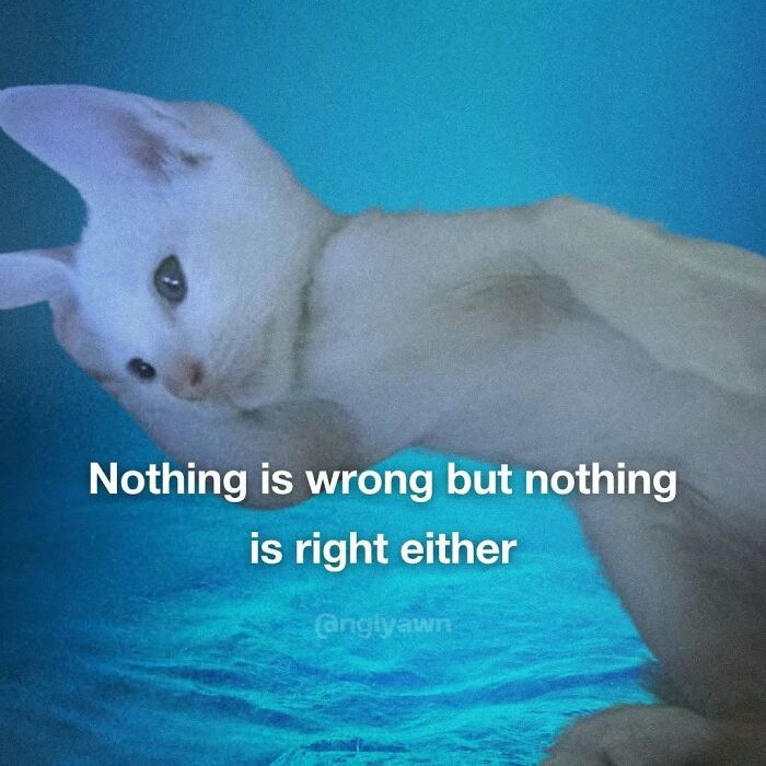 Funny cat meme with text about nothing being wrong or right