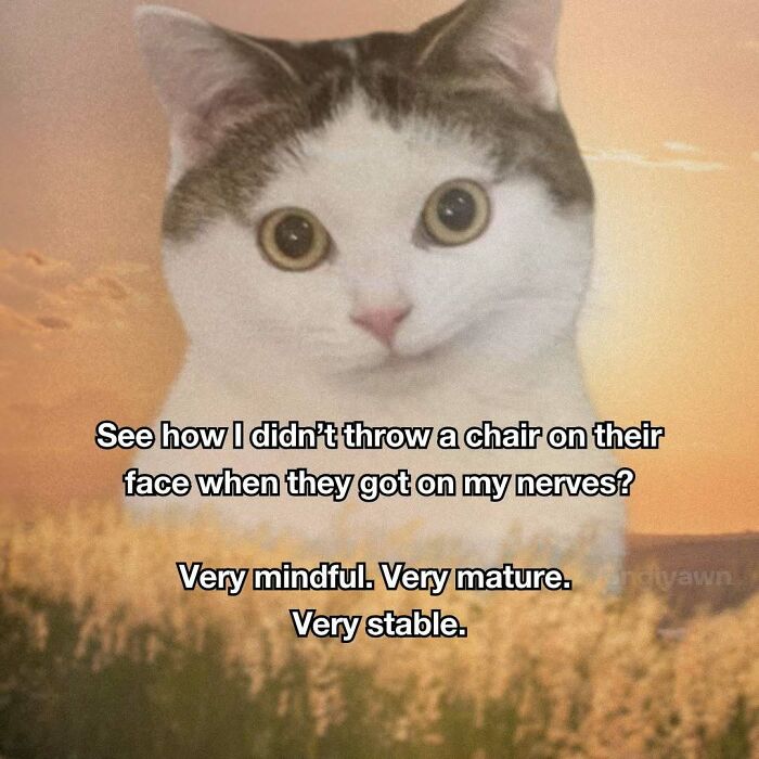 White and tabby cat with relatable cat meme text about staying mindful and mature