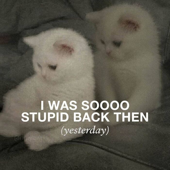 White kittens meme about feeling stupid yesterday sitting on a sofa