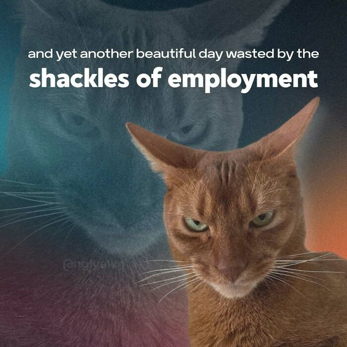Angry cat with text about shackles of employment relatable cat memes