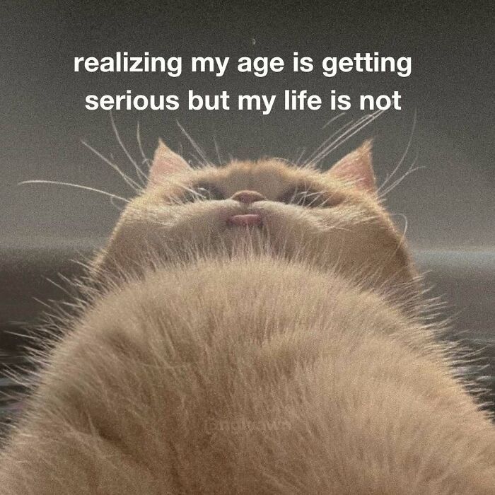 Funny cat meme realizing age is serious but life is not relatable cat humor