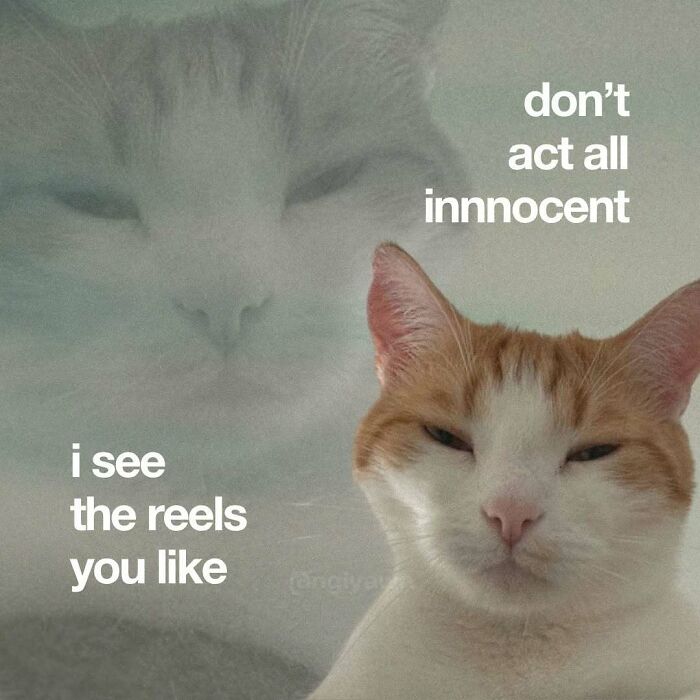 Funny cat meme about seeing liked reels and acting innocent