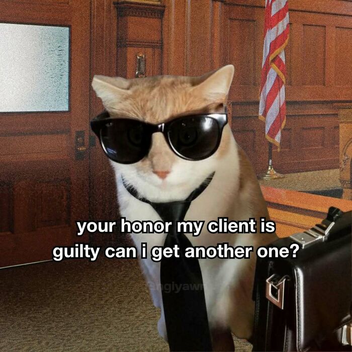 Cat in sunglasses and tie meme about client guilty in courtroom