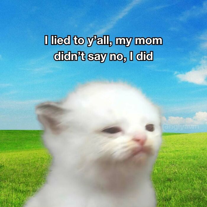 Relatable cat meme about lying to mom