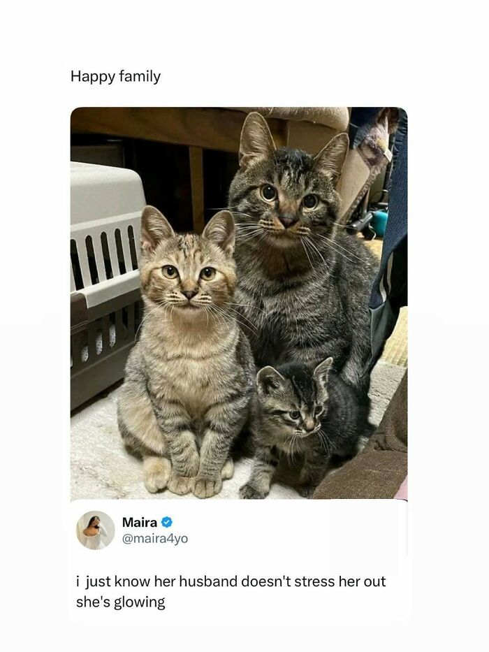 A meme showing a family of three tabby cats, with a tweet about a glowing woman and her husband.