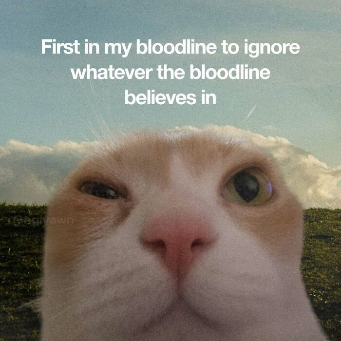 Close-up of cat face with relatable cat meme text about ignoring family beliefs