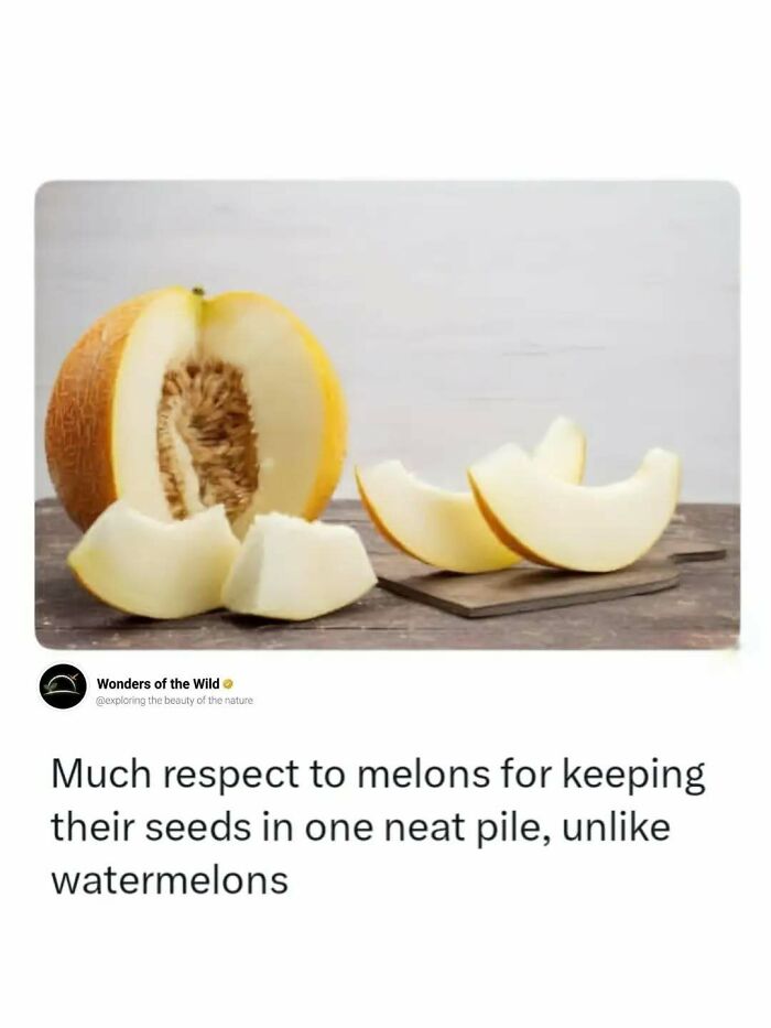 A sliced yellow melon with seeds clustered in the center, sharing fun facts.