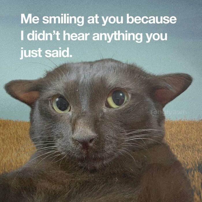 Relatable cat meme of grey cat smiling despite not hearing anything said
