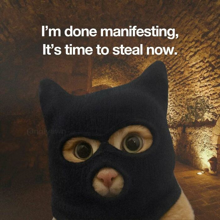 Cat wearing black mask with text about stealing relatable cat memes