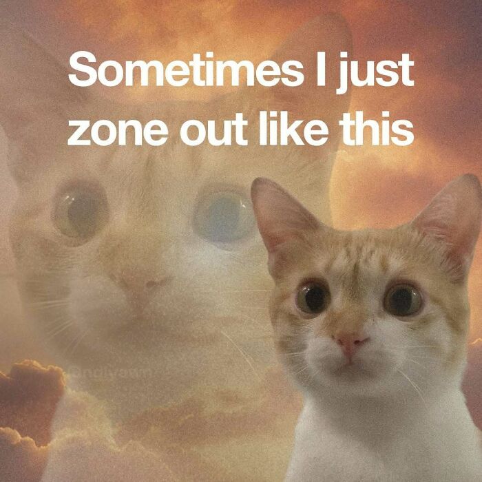 Cute cat meme about zoning out with a dreamy background