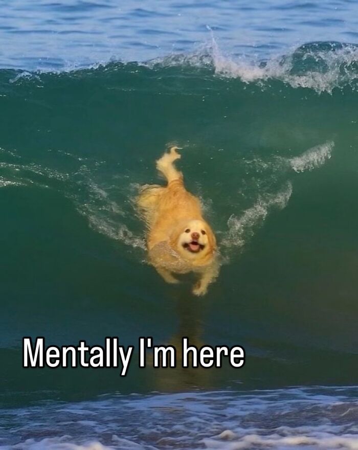 A meme of a happy golden retriever swimming in a blue ocean with waves, captioned 'Mentally I'm here'.