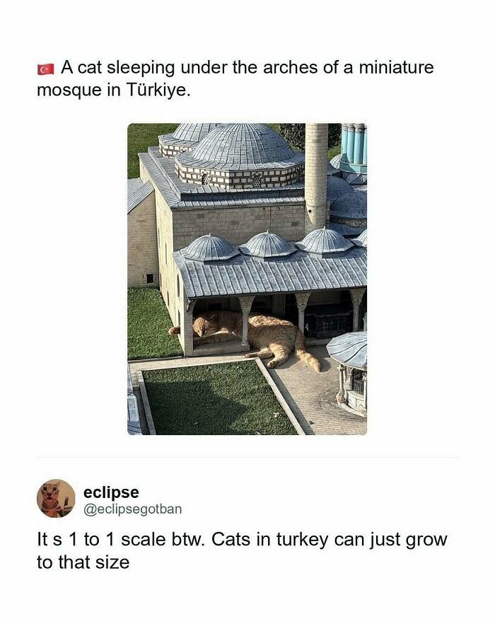 Hilarious memes: A giant cat sleeping under the arches of a miniature mosque in Türkiye, a funny animal meme.