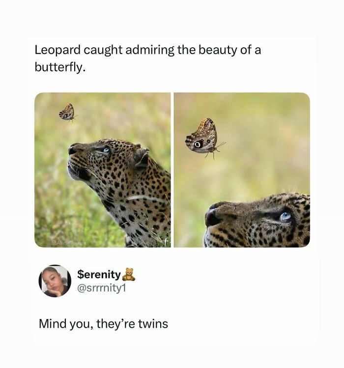A meme of a leopard looking at a butterfly, highlighting their similar eye patterns.