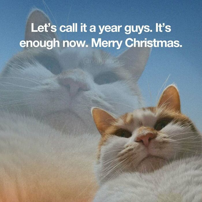Relatable cat meme with two cats and Christmas text on sky background