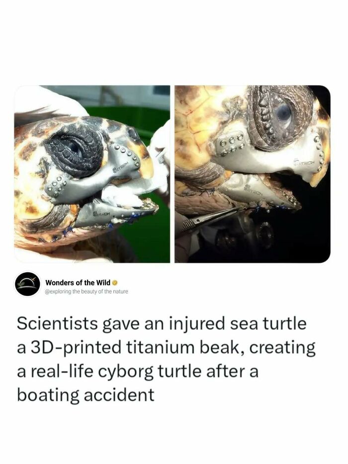 A sea turtle with a 3D-printed titanium beak, showing interesting facts about marine veterinary science