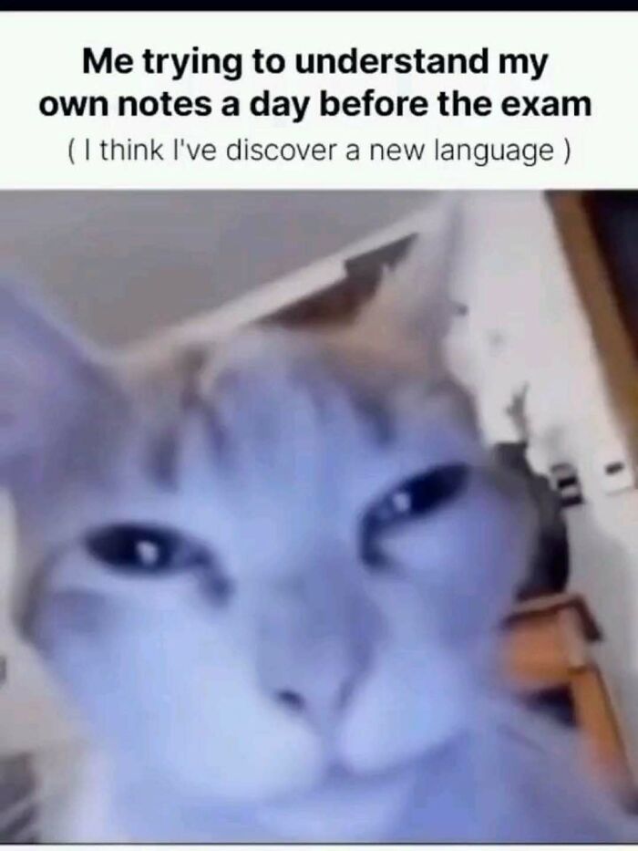 A cat meme featuring a blurry, close-up shot of a cat looking confused while studying for an exam.