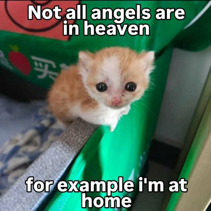 An adorable small ginger and white kitten looking up with big eyes, suitable for cat memes and sharing with special someone.