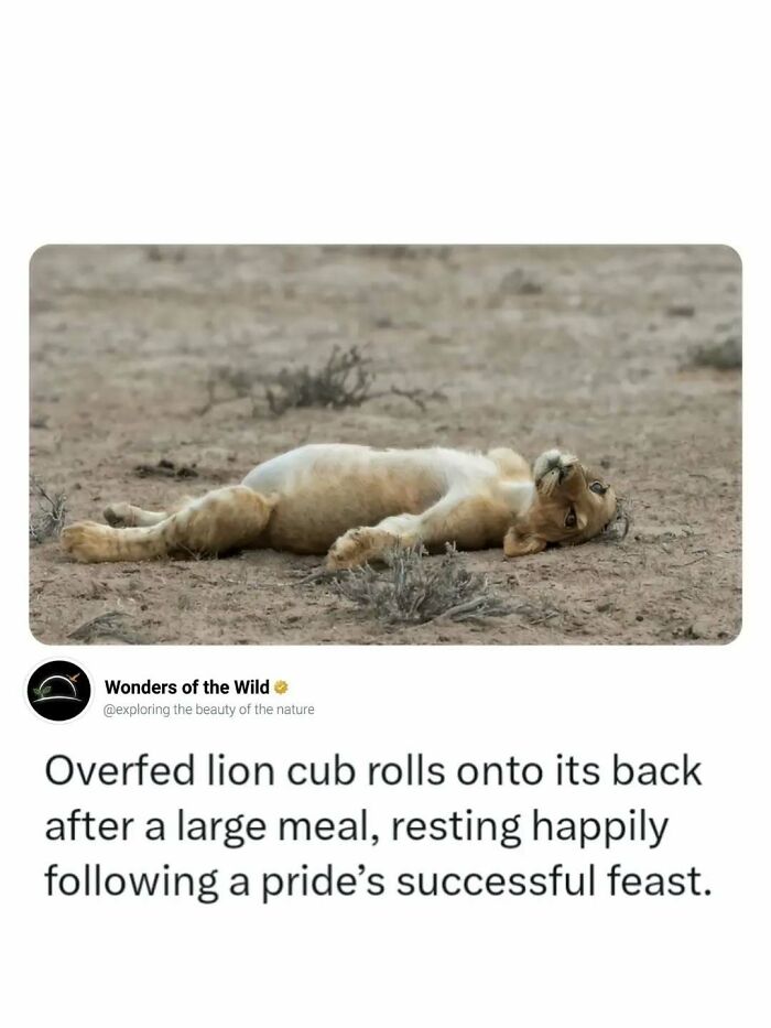Fun facts about an overfed lion cub resting on its back after a large meal.