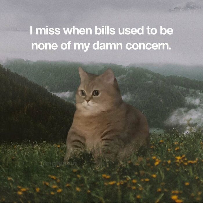 Relatable cat meme about missing a time when bills were not a concern in life