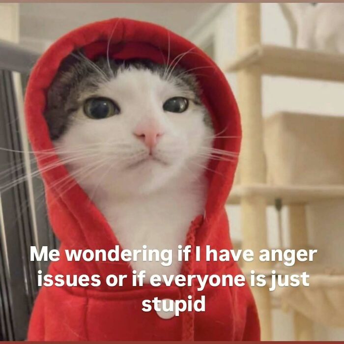 A cat meme featuring a white and gray cat in a red hoodie, wondering if it has anger issues or if everyone is stupid.