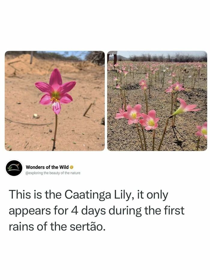 Interesting facts about Caatinga Lily flowers blooming in the desert sands.