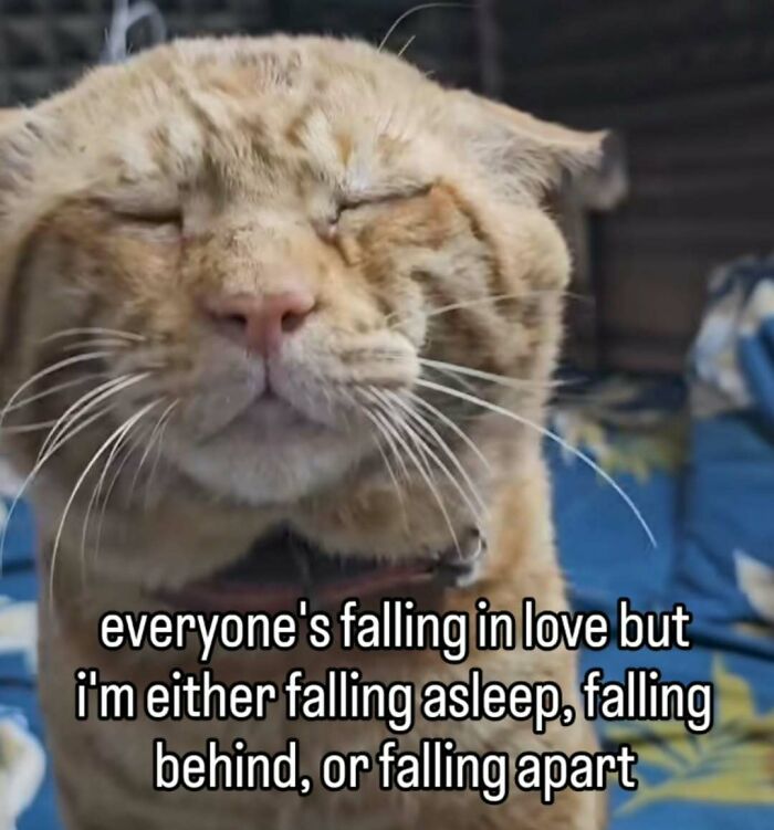 A relatable cat meme with an orange cat squinting, saying, Everyone's falling in love but I'm either falling asleep, falling behind, or falling apart.