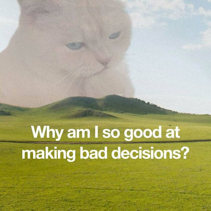 Cat meme about being good at making bad decisions