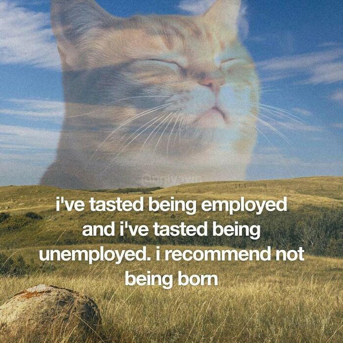 Philosophical cat meme about employment and unemployment