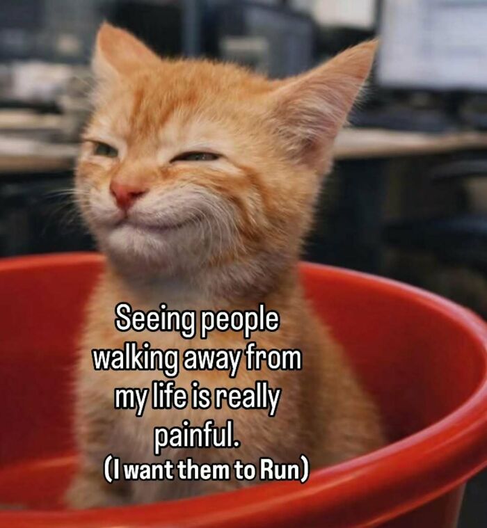 A funny cat meme featuring an orange kitten in a red bowl, winking with the text, Seeing people walking away from my life is really painful. (I want them to Run).