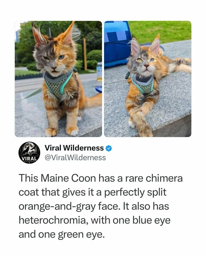 Maine C**n cat with rare chimera coat and heterochromia sitting outdoors