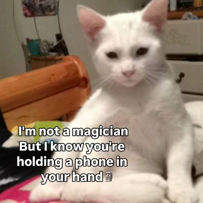 A white cat meme looking at the camera with text 'I'm not a magician But I know you're holding a phone in your hand'.