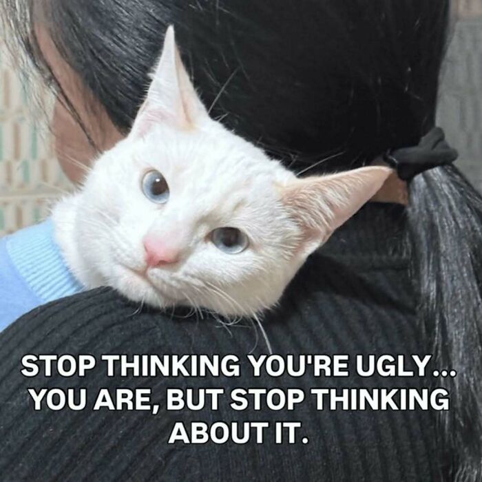 A white cat with blue eyes peeking over a shoulder, making a funny cat meme about self-perception.