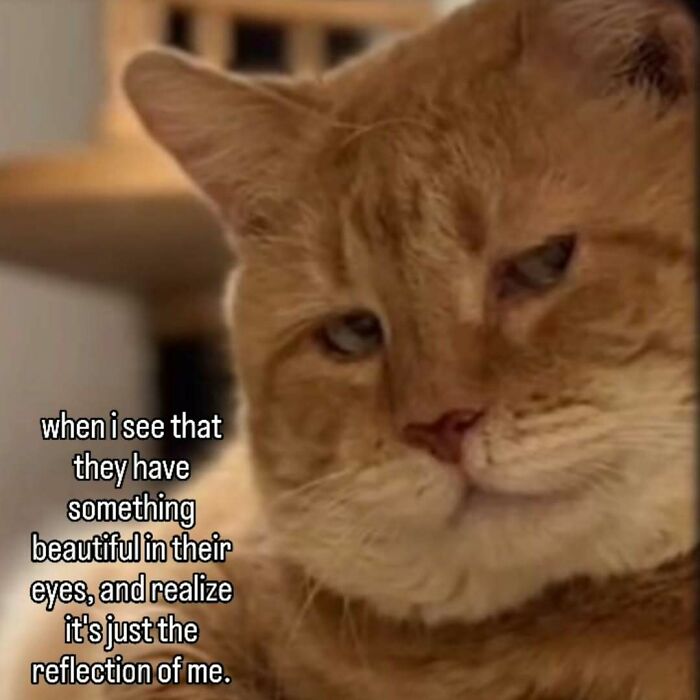A cat meme with a cat looking thoughtful and text about self-reflection, perfect for someone special.