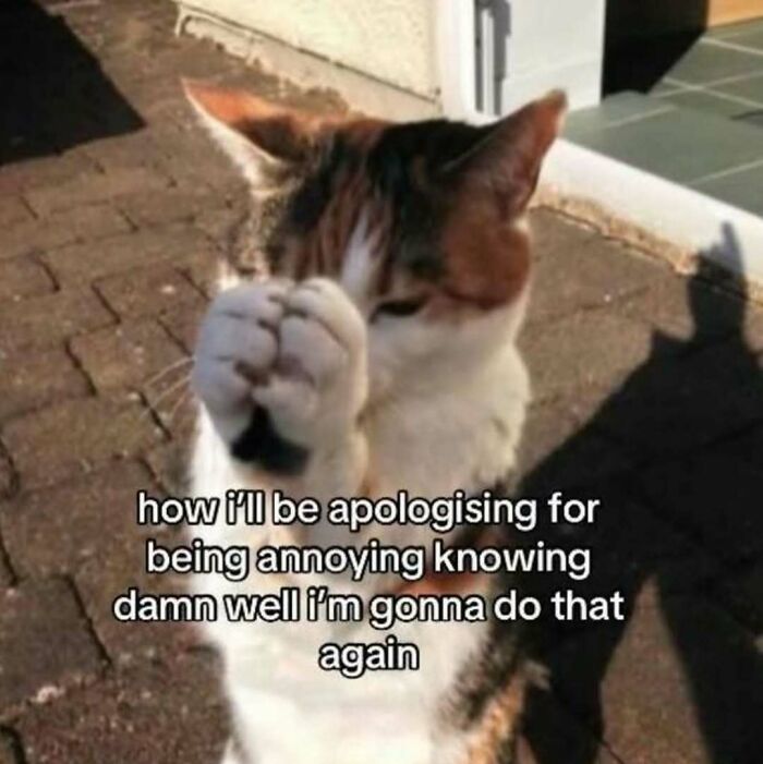 A humorous cat meme showing a calico cat raising a paw in apology, portraying how ill be apologising for being annoying.