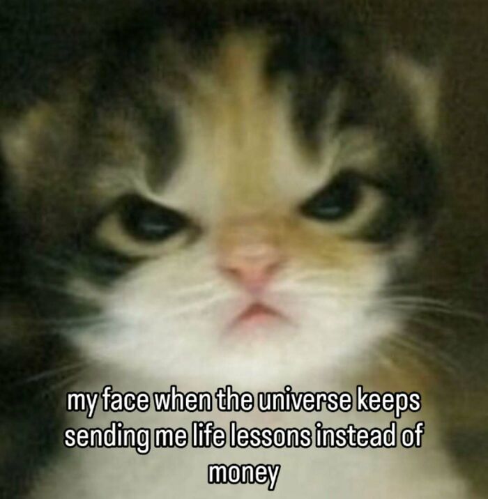 Angry kitten with a funny expression, ideal for sharing as cat memes with someone special.