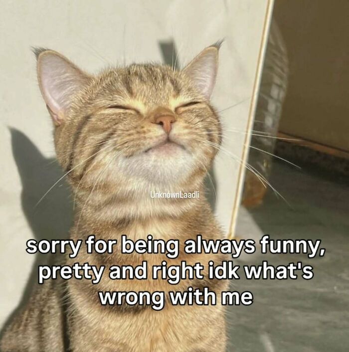 A tabby cat squinting happily in the sun, with text sorry for being always funny, pretty and right idk whats wrong with me, a cat meme.