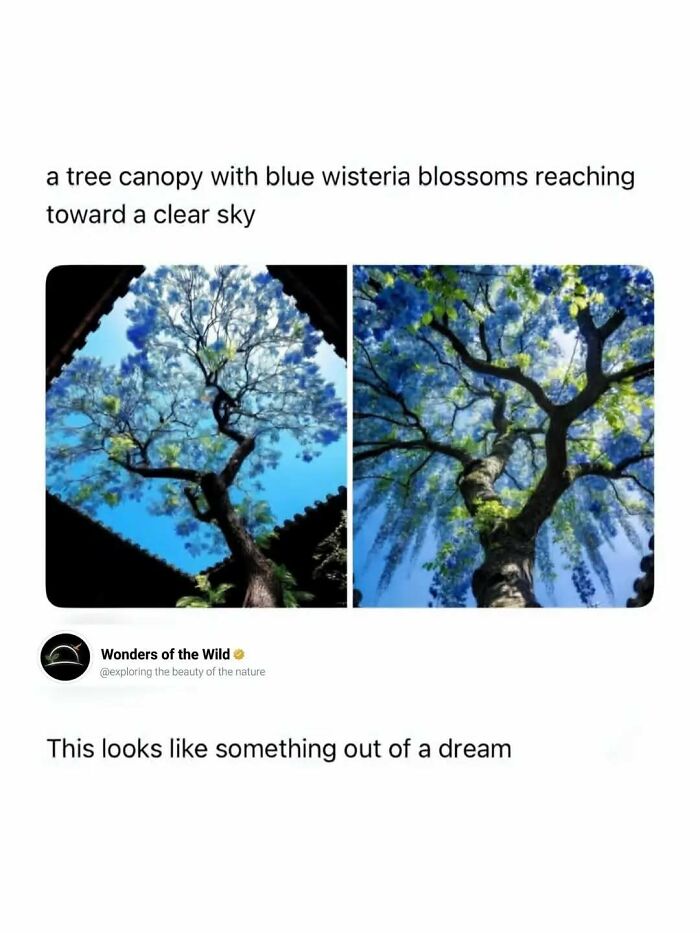 Interesting facts showing a vibrant blue wisteria tree canopy against a clear sky