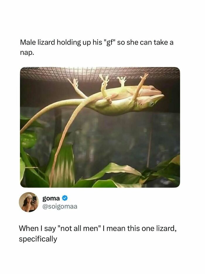 A meme of a male lizard holding up another lizard, allowing it to nap, captioned with 'When I say not all men I mean this one lizard, specifically'.