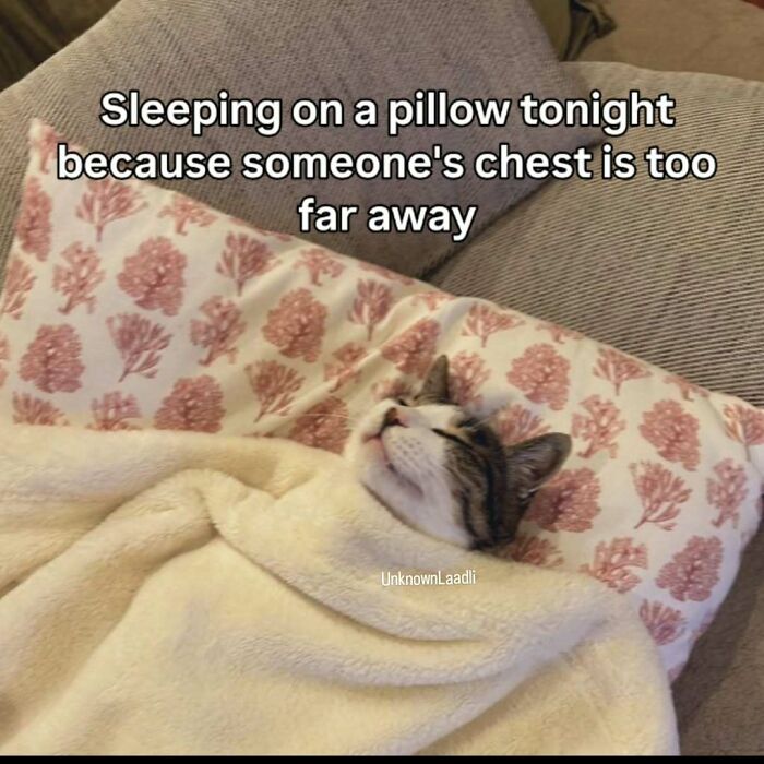 A cute cat meme showing a cat sleeping soundly on a pillow with a blanket, depicting the caption, Sleeping on a pillow tonight because someone's chest is too far away.