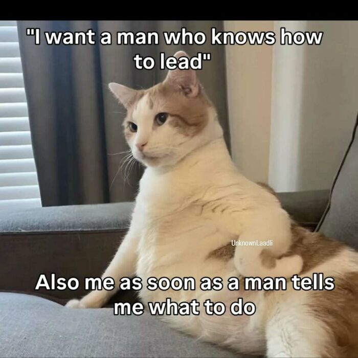 A funny cat meme depicting a ginger and white cat expressing a relatable sentiment about wanting a leader.