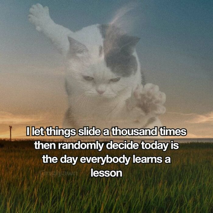 Relatable cat meme with white cat and lesson text over field background