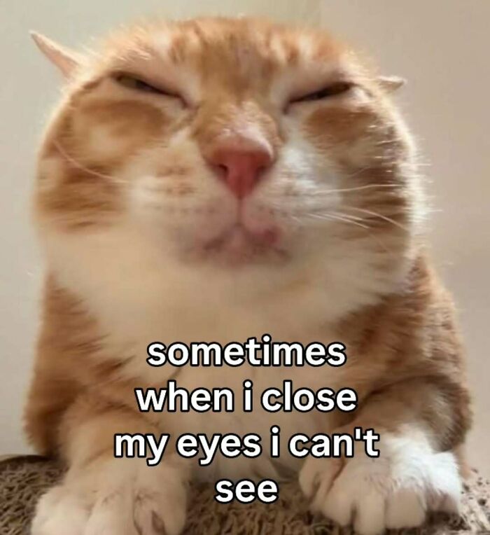 Funny cat memes: An orange cat with eyes closed and text about not seeing when eyes are closed.