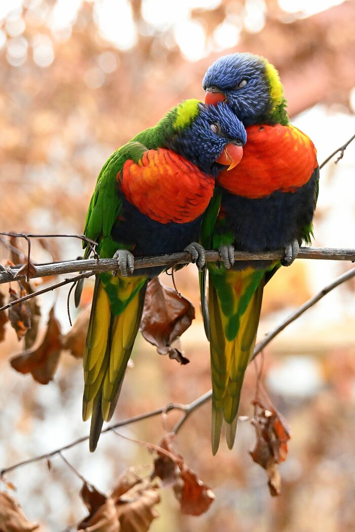 Two colorful parrots perched closely on a branch, a winning photo emphasizing animal conservation in zoos.