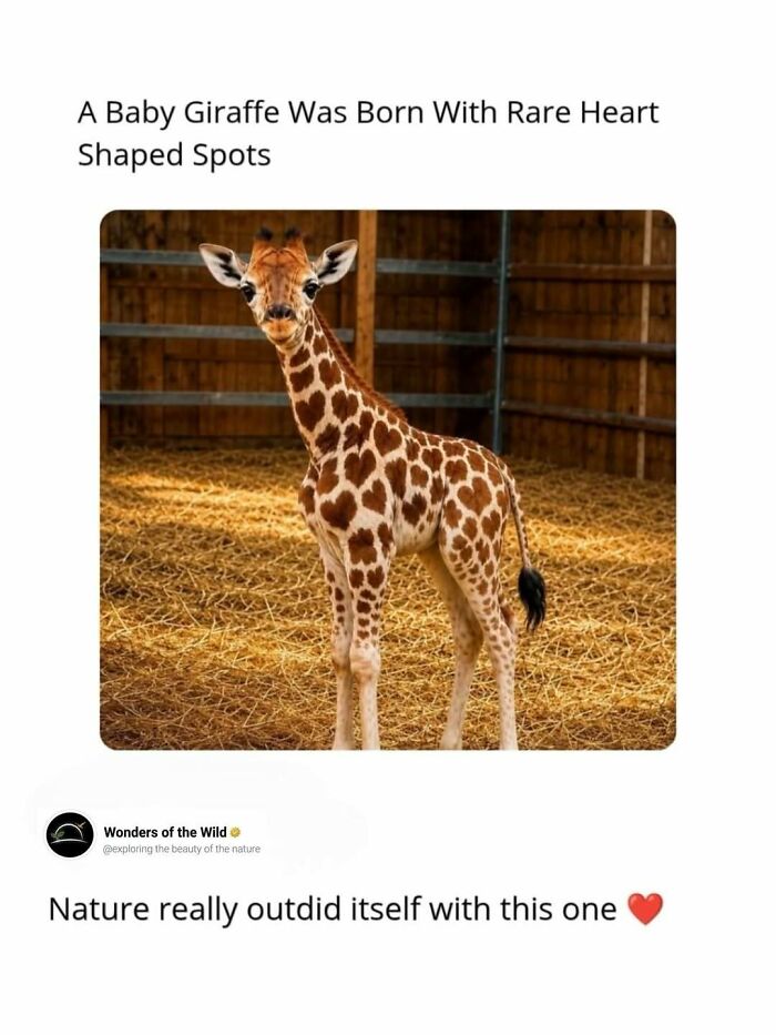 Fun and interesting facts showcasing a baby giraffe with rare heart-shaped spots.