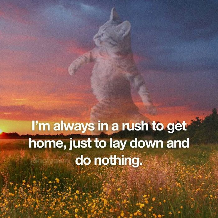 Cat meme about rushing home to lay down and do nothing